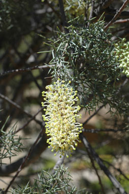 APII jpeg image of Hakea ednieana  © contact APII