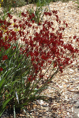 APII jpeg image of Anigozanthos 'Bush Baby'  © contact APII