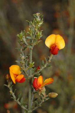 APII jpeg image of Mirbelia oxylobioides  © contact APII