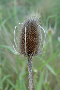 APII jpeg image of Dipsacus fullonum  © contact APII