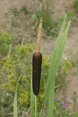 APII jpeg image of Typha latifolia  © contact APII