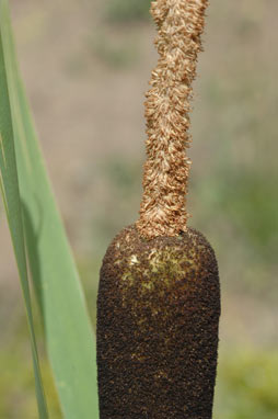 APII jpeg image of Typha latifolia  © contact APII