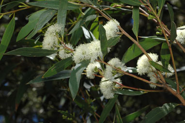 APII jpeg image of Eucalyptus stricta  © contact APII