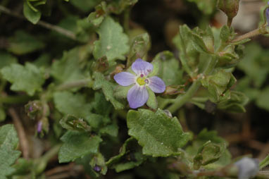 APII jpeg image of Veronica plebeia  © contact APII