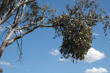 APII jpeg image of Muellerina eucalyptoides  © contact APII