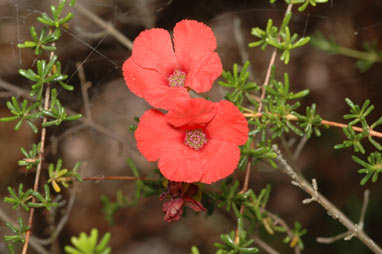 APII jpeg image of Pileanthus vernicosus  © contact APII