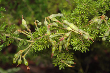 APII jpeg image of Acacia lasiocarpa var. lasiocarpa  © contact APII