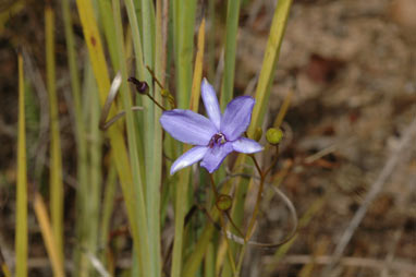 APII jpeg image of Agrostocrinum scabrum subsp. scabrum  © contact APII