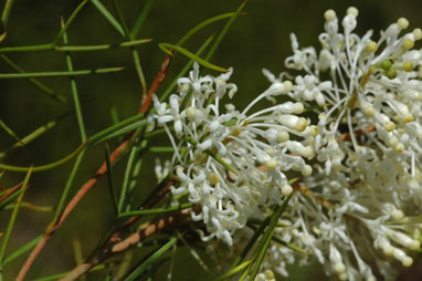 APII jpeg image of Grevillea paniculata  © contact APII