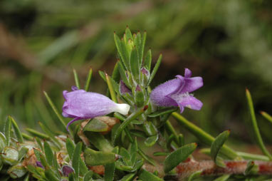 APII jpeg image of Eremophila densifolia subsp. pubiflora  © contact APII