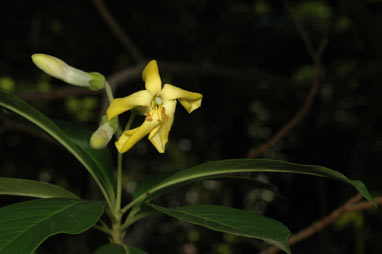 APII jpeg image of Hymenosporum flavum  © contact APII