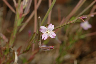 APII jpeg image of Epilobium billardiereanum subsp. cinereum  © contact APII