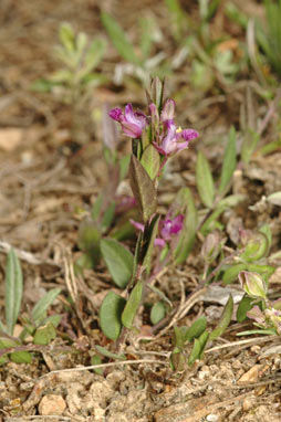 APII jpeg image of Polygala japonica  © contact APII