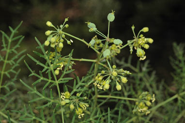 APII jpeg image of Polyscias sambucifolia  © contact APII