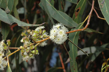 APII jpeg image of Eucalyptus racemosa  © contact APII