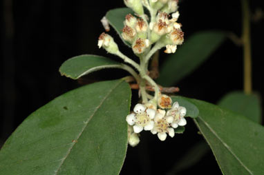 APII jpeg image of Cotoneaster glaucophyllus  © contact APII