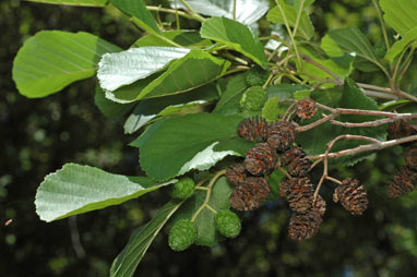 APII jpeg image of Alnus glutinosa  © contact APII