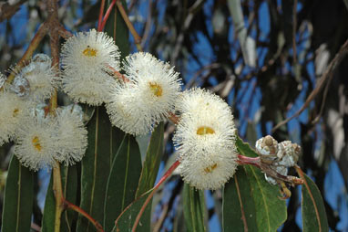 APII jpeg image of Eucalyptus globulus subsp. bicostata  © contact APII