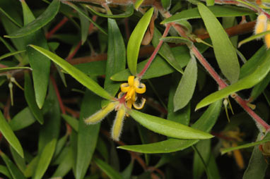 APII jpeg image of Persoonia lanceolata  © contact APII