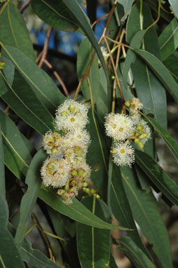 APII jpeg image of Eucalyptus saligna  © contact APII