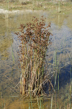 APII jpeg image of Juncus fockei  © contact APII