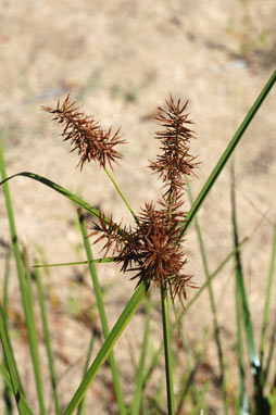 APII jpeg image of Cyperus lucidus  © contact APII