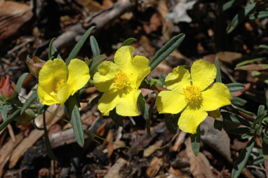 APII jpeg image of Hibbertia  © contact APII