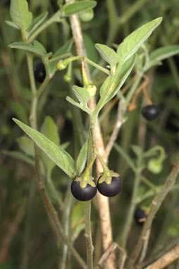 APII jpeg image of Solanum chenopodioides  © contact APII