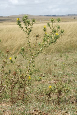 APII jpeg image of Carthamus lanatus  © contact APII