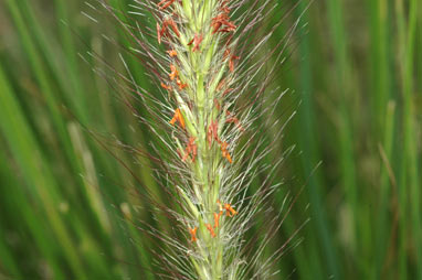 APII jpeg image of Pennisetum alopecuroides  © contact APII