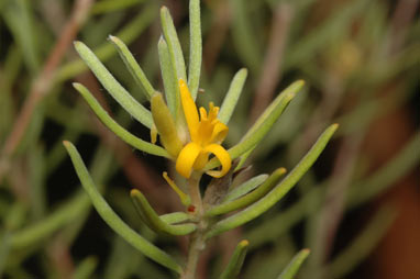 APII jpeg image of Persoonia mollis subsp. livens  © contact APII