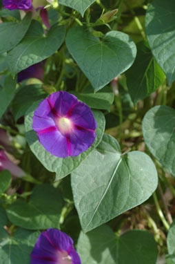 APII jpeg image of Ipomoea purpurea  © contact APII