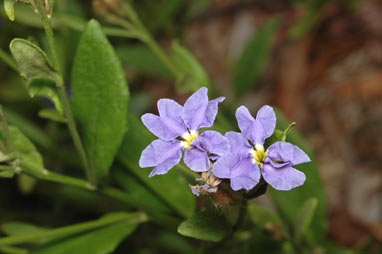 APII jpeg image of Dampiera stricta  © contact APII