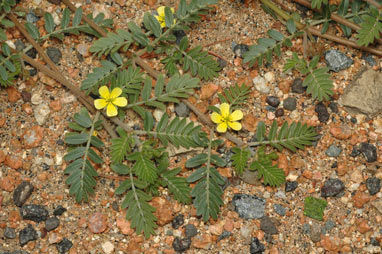 APII jpeg image of Tribulus terrestris  © contact APII