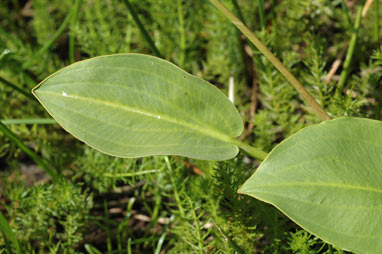 APII jpeg image of Alisma plantago-aquatica  © contact APII