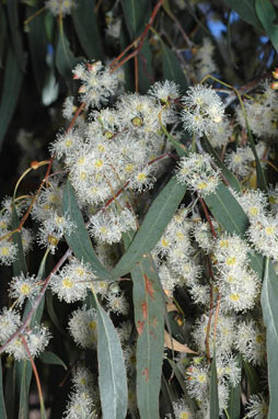 APII jpeg image of Eucalyptus nova-anglica  © contact APII