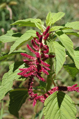 APII jpeg image of Amaranthus caudatus  © contact APII