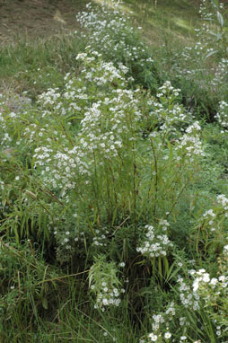 APII jpeg image of Symphyotrichum novi-belgii  © contact APII