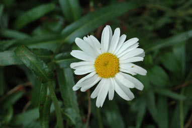 APII jpeg image of Leucanthemum x superbum  © contact APII