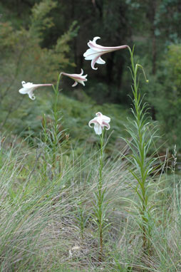 APII jpeg image of Lilium formosanum  © contact APII