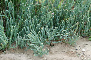 APII jpeg image of Sarcocornia quinqueflora subsp. quinqueflora  © contact APII