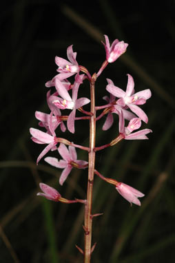 APII jpeg image of Dipodium punctatum  © contact APII