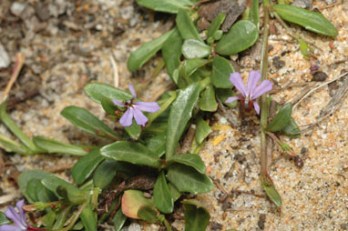 APII jpeg image of Lobelia anceps  © contact APII