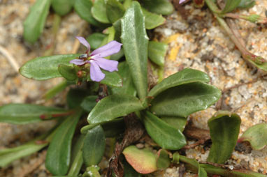 APII jpeg image of Lobelia anceps  © contact APII