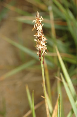 APII jpeg image of Zoysia macrantha subsp. macrantha  © contact APII