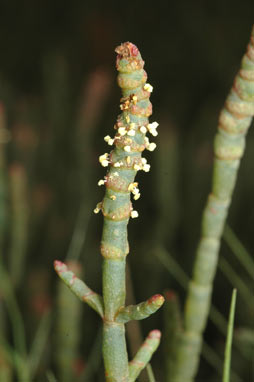 APII jpeg image of Sarcocornia quinqueflora subsp. quinqueflora  © contact APII