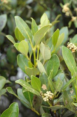 APII jpeg image of Avicennia marina subsp. australasica  © contact APII