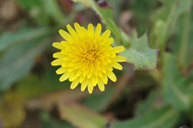 APII jpeg image of Sonchus hydrophilus  © contact APII