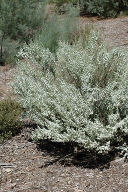 APII jpeg image of Olearia ramulosa var. stricta  © contact APII