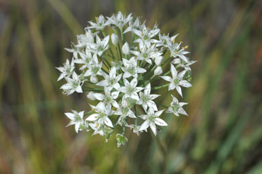 APII jpeg image of Allium tuberosum  © contact APII